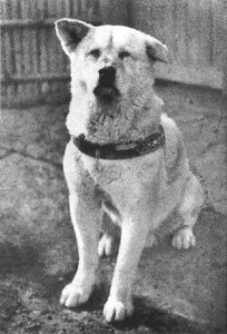 Hachi