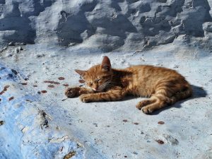 Gato durmiendo en Chaoen
