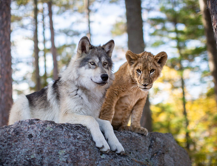 Escena de la película El Lobo y el León