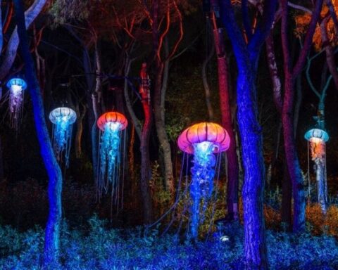 Detalle del decorado de medusas de la nueva edición de Naturaleza Encendida, titulada Explorium