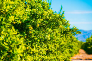 Hojas del limonero, Región de Murcia