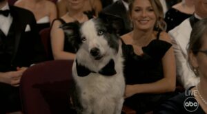 Messi, un border collie, durante la gala de los Premios Oscars 2024
