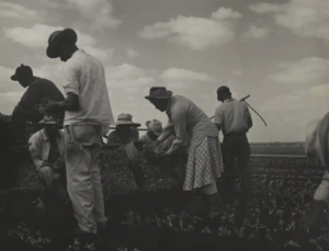 Consuelo Kanaga Tennessee, 1950 Brooklyn Museum, donación de Wallace B. Putnam del Estate of Consuelo Kanaga